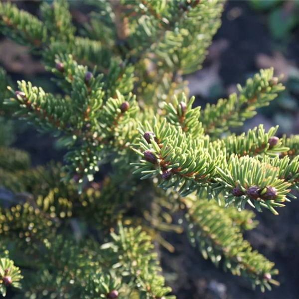 Picea polita 2